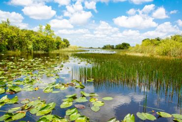 Read more about the article Four Invasive Weeds You Don’t Want in Your Pond