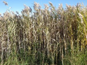 Read more about the article Invasive Phragmites Control
