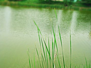 Read more about the article Removing Pond Weeds When There is a Current