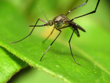 Read more about the article Getting Rid of Mosquitoes