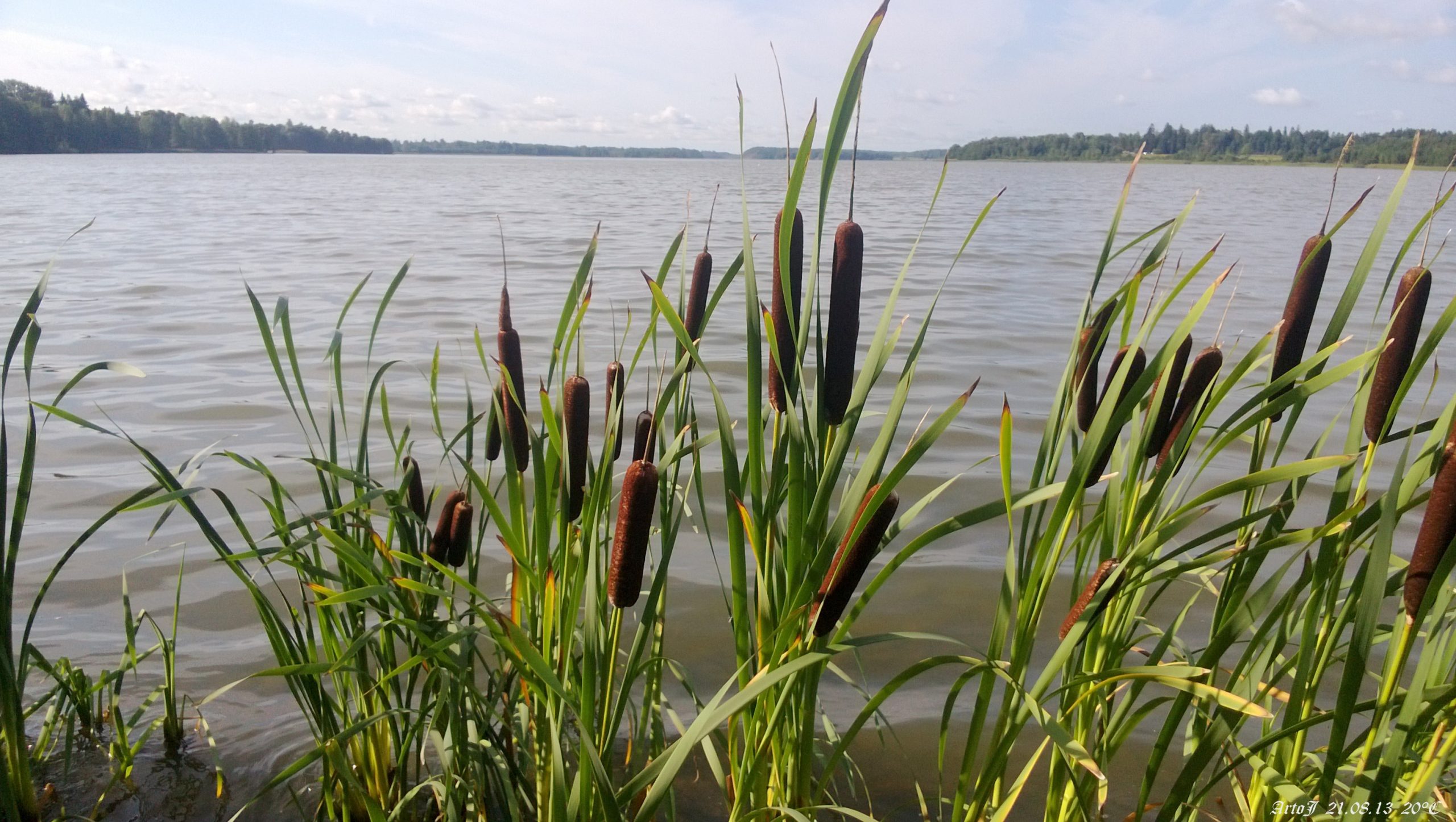 You are currently viewing Keeping Cattails Under Control