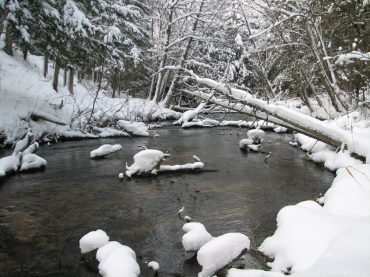 Read more about the article Feeding Fish in the Winter