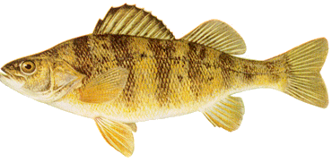fish Yello Perch cropped