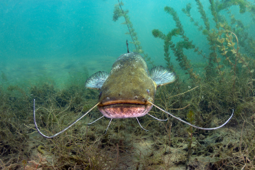 Read more about the article Do Catfish Clean Ponds?