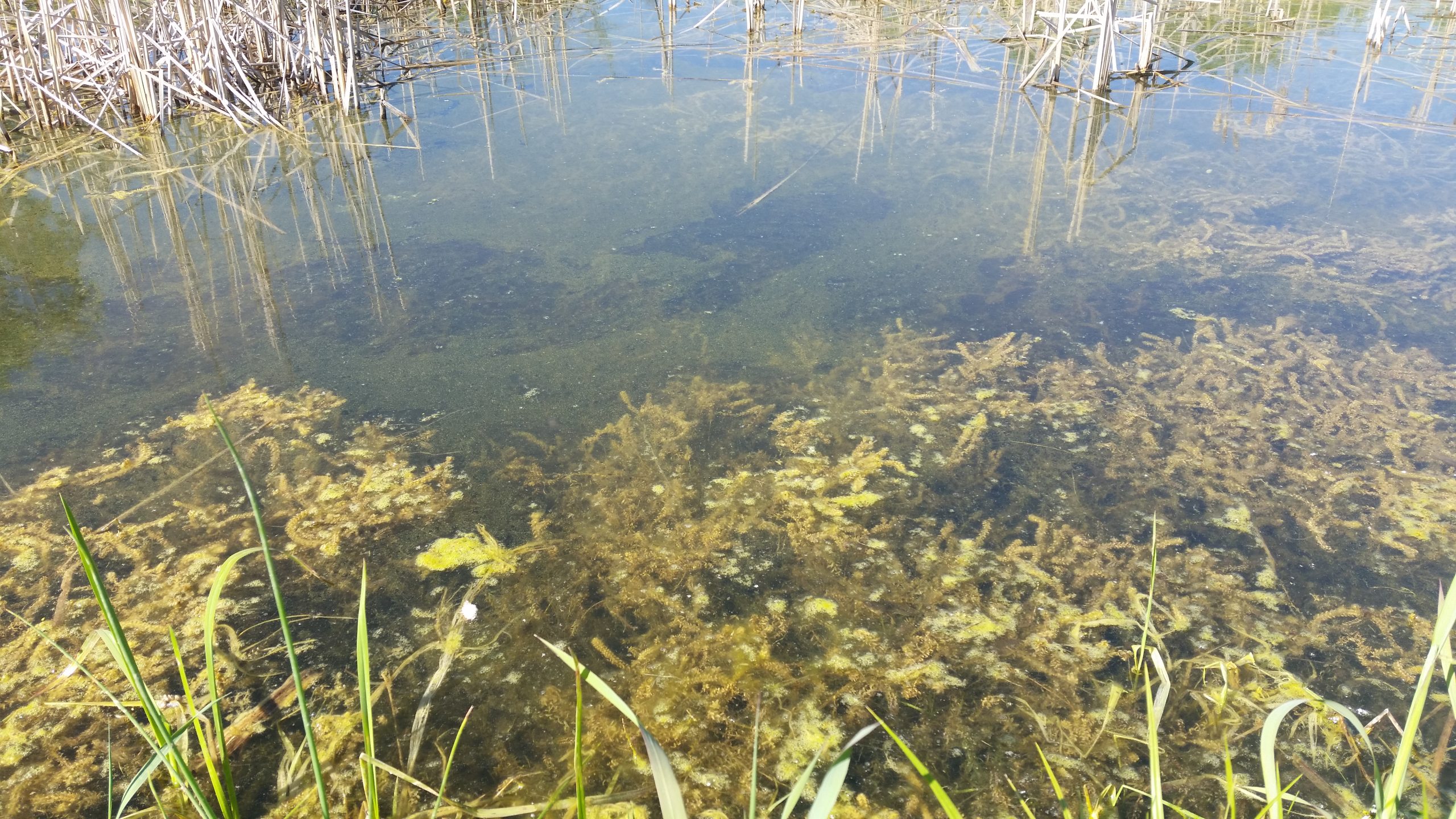 You are currently viewing Weeds, Algae & Pond-Scum…. OH MY!