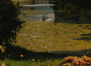 Read more about the article Weeds, Algae and Pond Scum… OH MY! A Guide to Pond Vegetation Management