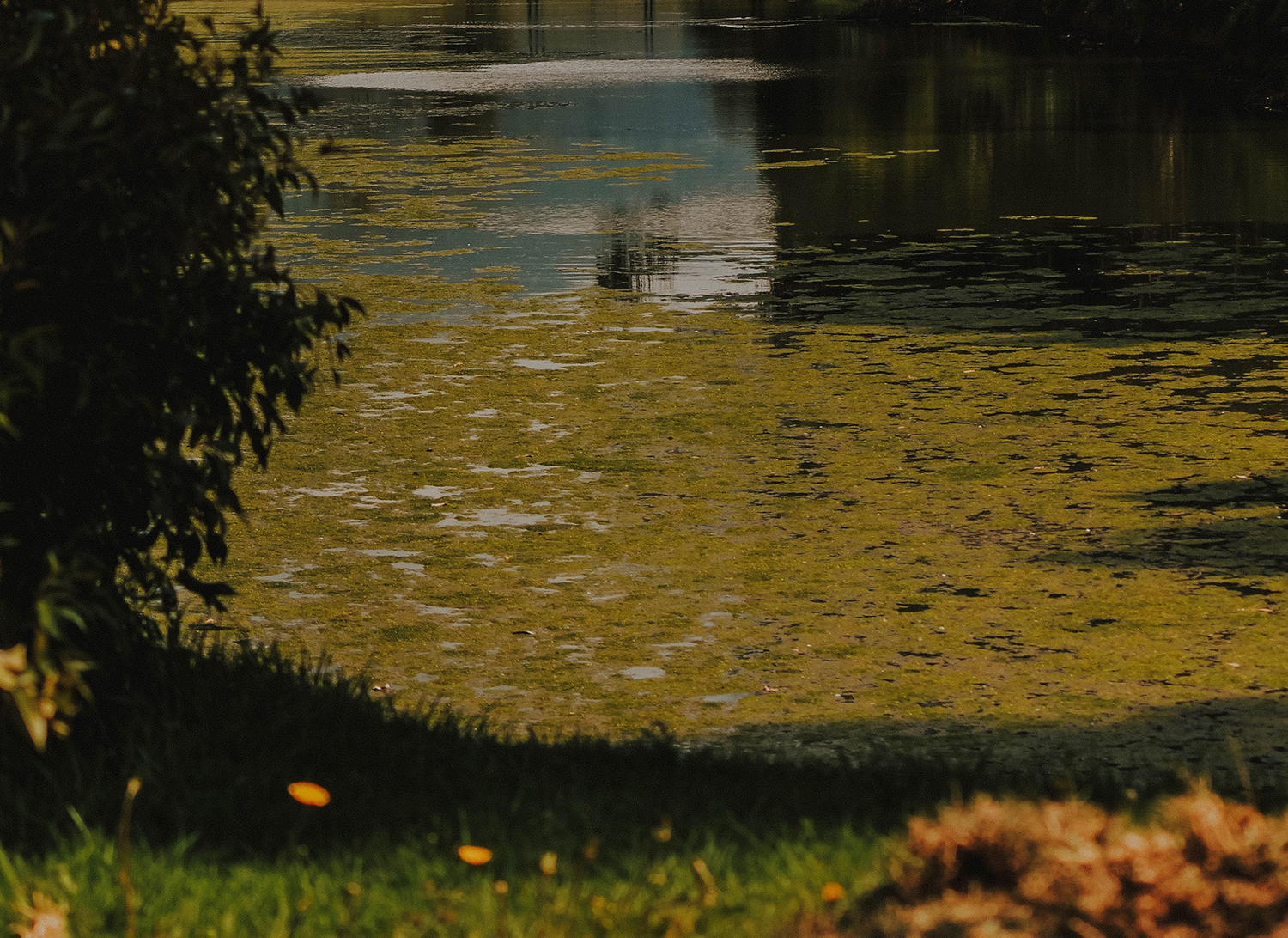 You are currently viewing Weeds, Algae and Pond Scum… OH MY! A Guide to Pond Vegetation Management