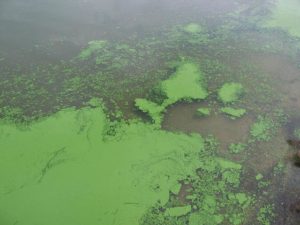 Read more about the article “Toxic Algae Blooms” and Your Pond