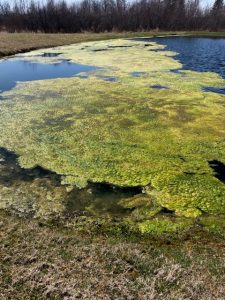 Read more about the article April Algae Blooms – Off to an Early Start this Year