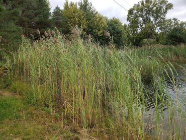 Read more about the article Late Summer is the Ideal Time to Control Stands of Invasive Phragmites