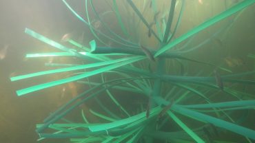 Honey Hole Brush – Fish Habitat Structure