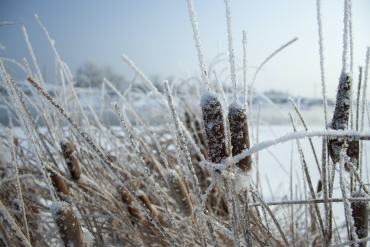 Read more about the article How to Control Cattails During the Cold Months