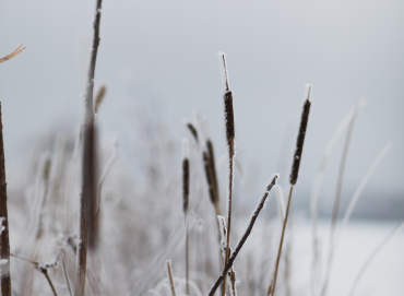 Read more about the article Winter Management of Phragmites and Cattails