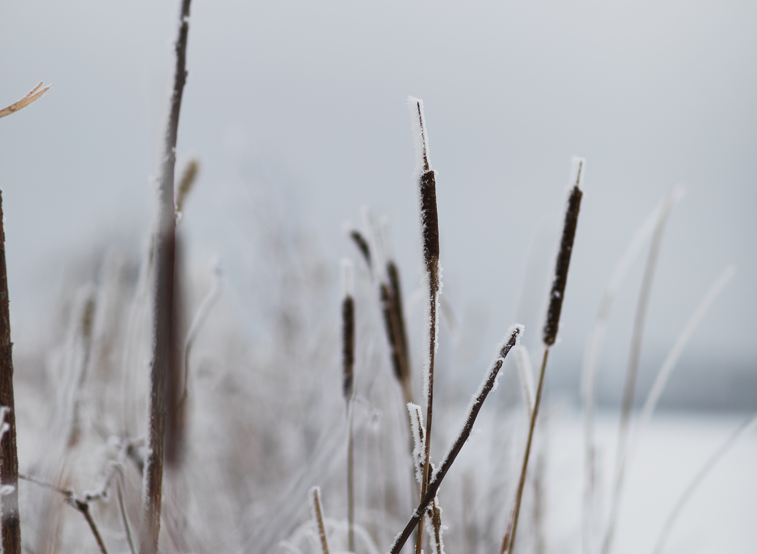 You are currently viewing Winter Management of Phragmites and Cattails