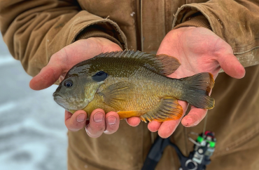 Read more about the article The Bluegill Might be the Fish for You