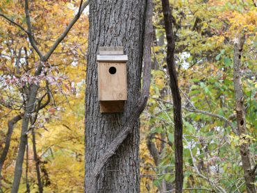 Bird & Bat Houses
